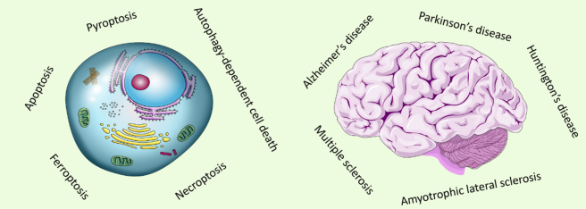Apoptosis Implication in Neurodegenerative Disorders